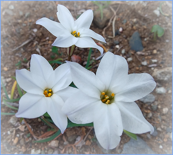 はるの花