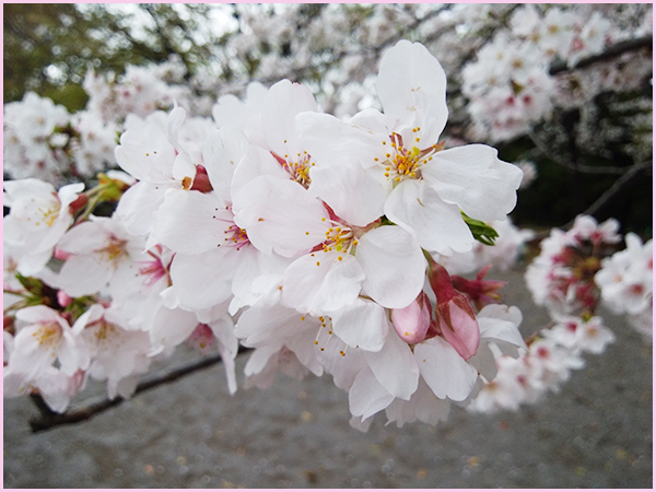 2023年の桜