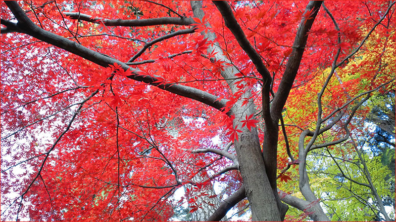 新宿御苑の紅葉