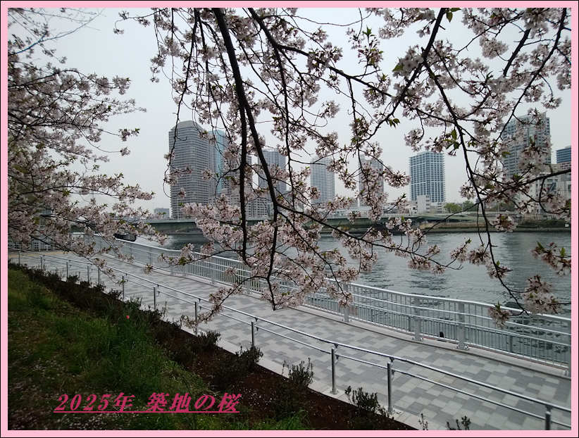 ２０２５年　築地の桜