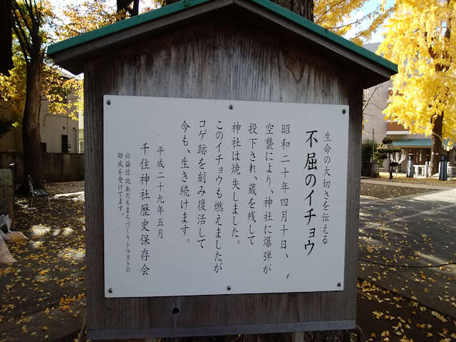 千住神社のイチョウ